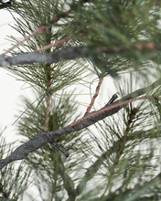 Lade das Bild in den Galerie-Viewer, HOUSE DOCTOR Weihnachtsbaum mit LED-Lichtern, HDPeuce 180 cm