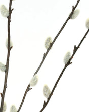 Lade das Bild in den Galerie-Viewer, HOUSE DOCTOR Kunstzweig Salix, grün