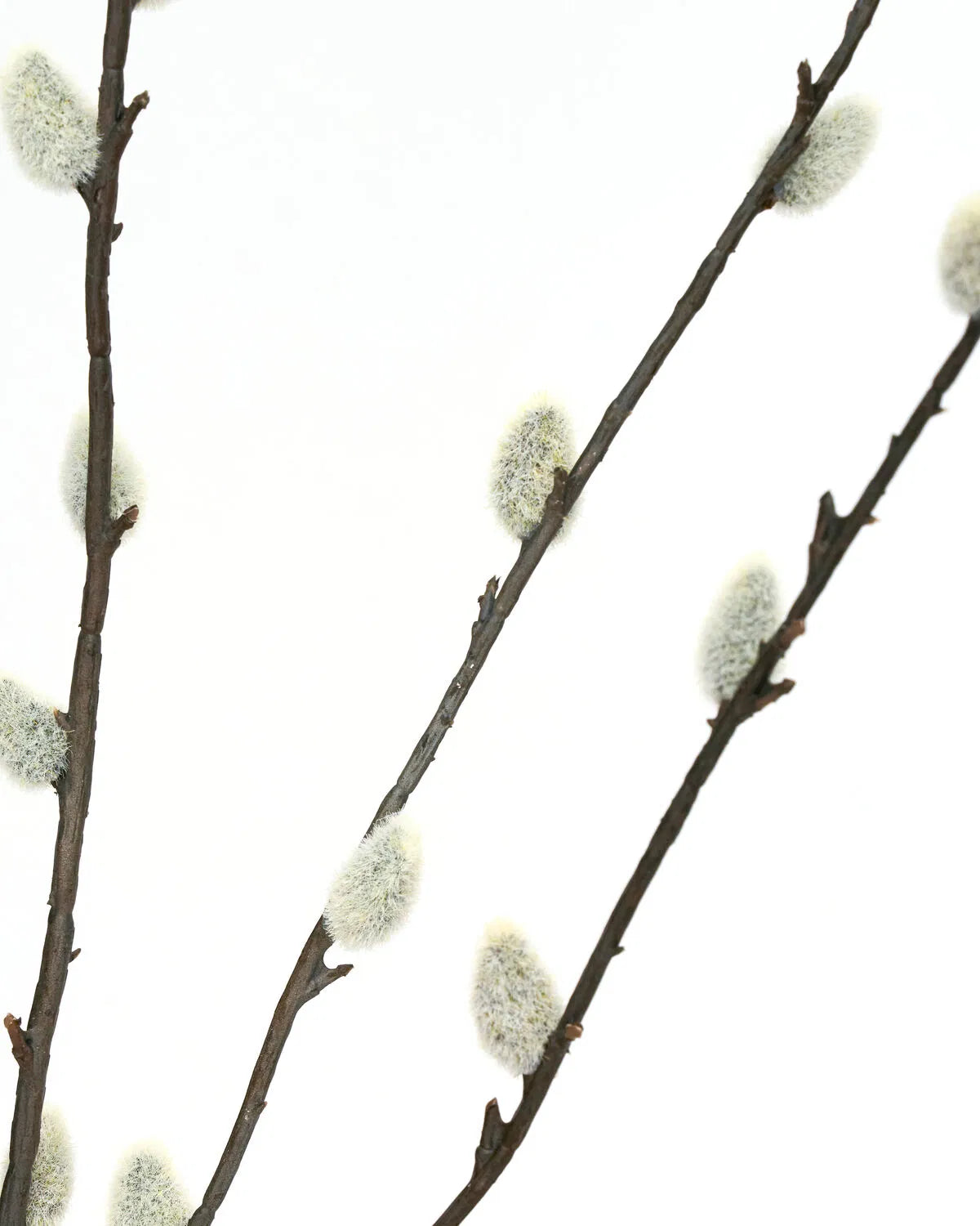 HOUSE DOCTOR Kunstzweig Salix, grün